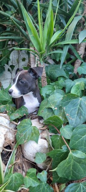 Cuccioli Allevamento Amstaff in Puglia Bari Lecce Taranto Brindisi Foggia - Foto 2
