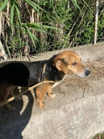 VERCINGETORIGE UN 'OPPORTUNITÀ DI VITA CAGNOLINO IN ADOZIONE - Foto 9