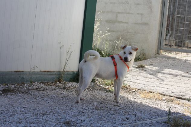 Sono Akira e mi trovo in canile, sono una brava figlia, mi adotti tu? - Foto 3