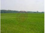 Terreno a Villanova di Camposampiero - Rif. T77