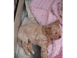maltipoo piccolini