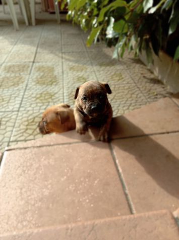 Allevamento Amstaff CON PEDIGREE zona Lavello Venosa Melfi - Foto 3