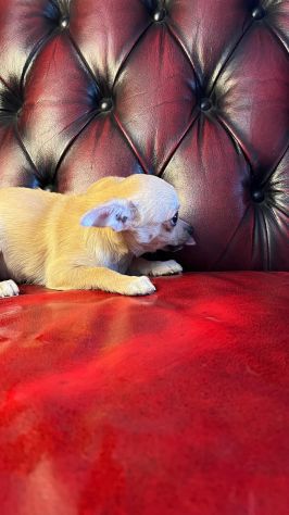 Chihuahua pelo corto crema - Foto 6