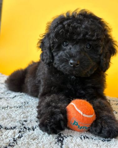 BARBONCINO NANO - BARBONCINI NANI NERI CUCCIOLI pag agevolato