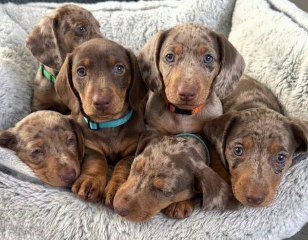 BASSOTTI NANI TEDESCHI CUCCIOLI - BASSOTTO NANO merle . pag agevolato