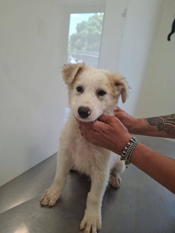Clemente cucciolo