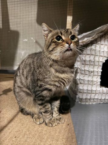 TIGRO, tenero gatto in adozione! - Foto 6
