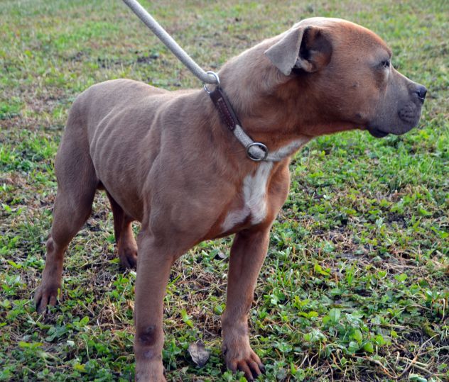 Amstaff Cesare - Foto 3