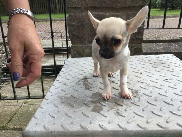Cuccioli di chihuahua