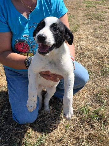 Allegra cucciola - Foto 3