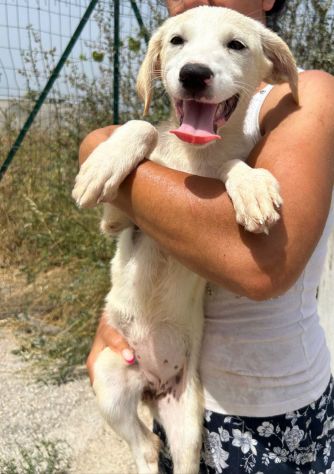 TOPAZIO cucciolo simil Labrador in canile - Foto 3