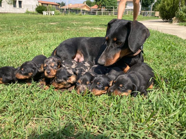 Cuccioli di Bassotto - Foto 2