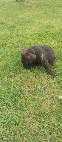Cuccioli cane corso - Foto 7