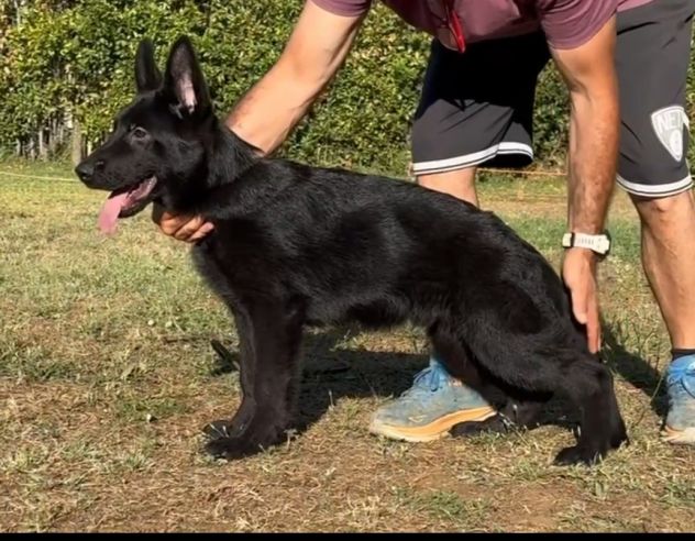 Cuccioli pastore tedesco pelo lungo e pelo normale a - Foto 2