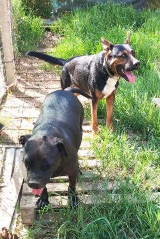 Eros e Bea due amici fedeli in adozione - Foto 7