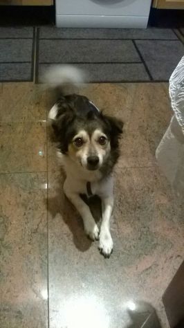 GAS, dolce volpinetto - Foto 3