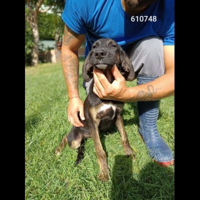 DUCA CANE IN ADOZIONE - Foto 2