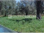 Terreno di 8520 mq  in vendita a Rizziconi - Rif. 4560236