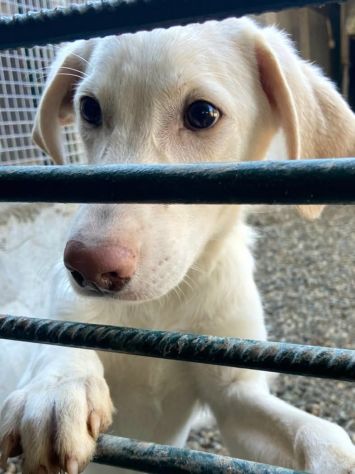 SAMUEL DELICATO E DOLCISSIMO CUCCIOLO IN ADOZIONE - Foto 2