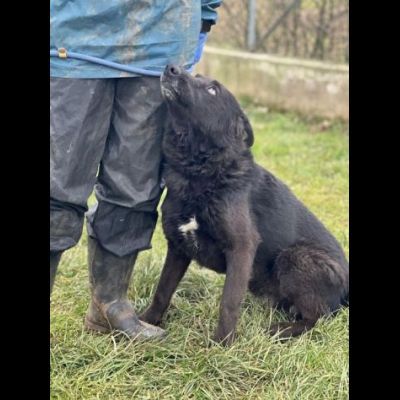 ALBERTO LUPETTO IN MINIATURA, CANE IN ADOZIONE TAGLIA MEDIO CONTENUTA - Foto 5