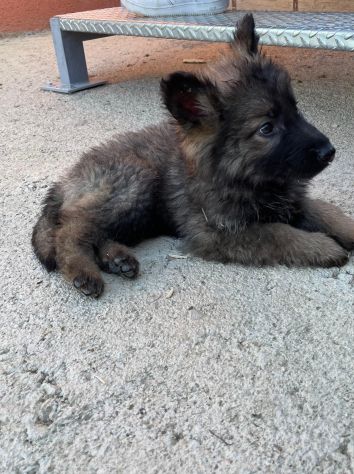 Disponibili graziosi cuccioli di Pastore Tedesco da Lavoro - Foto 3