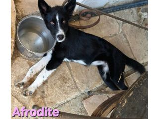 AFRODITE
