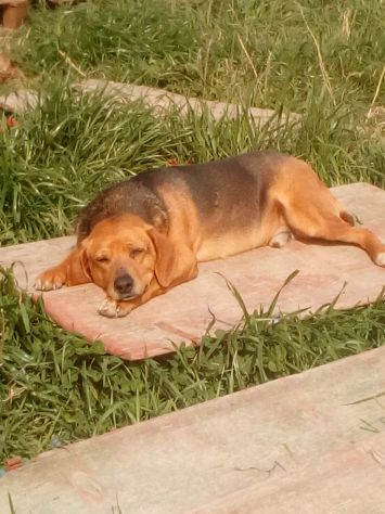 Jeff simil beagle in regalo - Foto 5