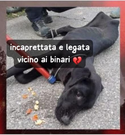 CAGNOLINA INCAPRETTATA E LEGATA VICINO AI BINARI DELLA FERROVIA - Foto 2