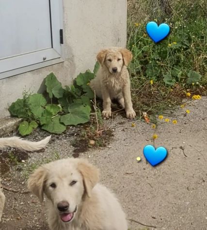 Animali - Foto 6