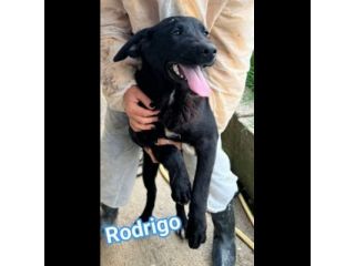 RODRIGO E ABBONDIO CUCCIOLI IN ADOZIONE