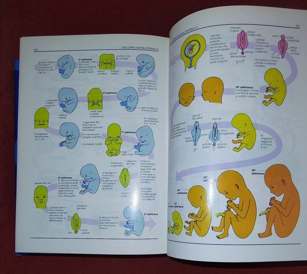 Enciclopedia della Medicina , De Agostini. - Foto 8