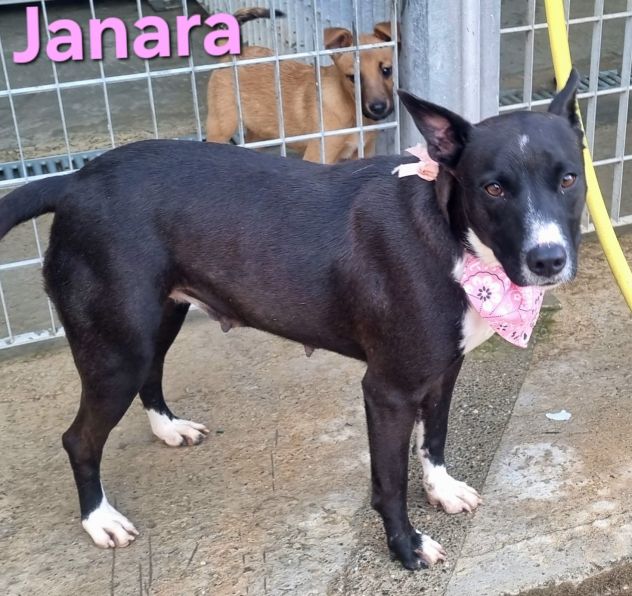 JANARA - Foto 3