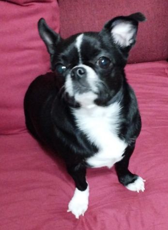 Chihuahua in regalo - Foto 4