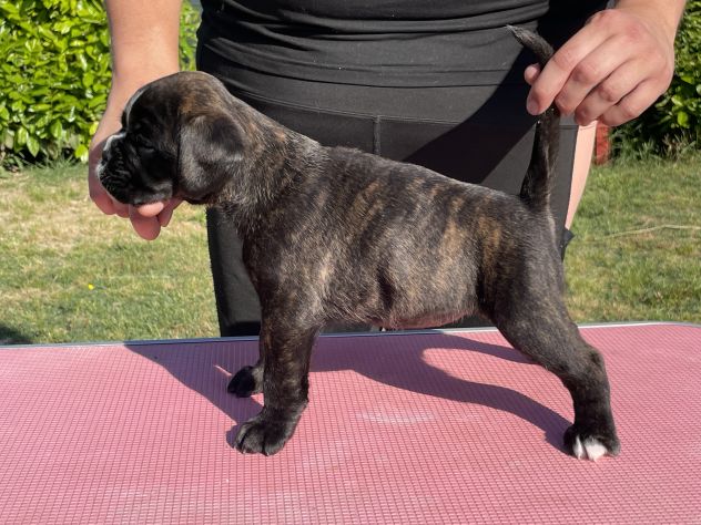 Cuccioli Boxer - Foto 4