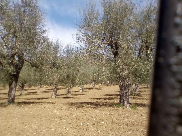 Uliveto in provincia di Salerno - Foto 3