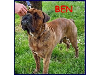 BEN 7-8anni Bull-mastiff meraviglioso con le persone!
