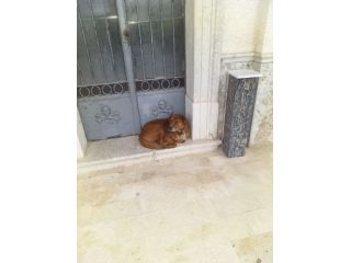 HACKITO, L' AMORE OLTRE LA VITA, CAGNOLINO IN ADOZIONE