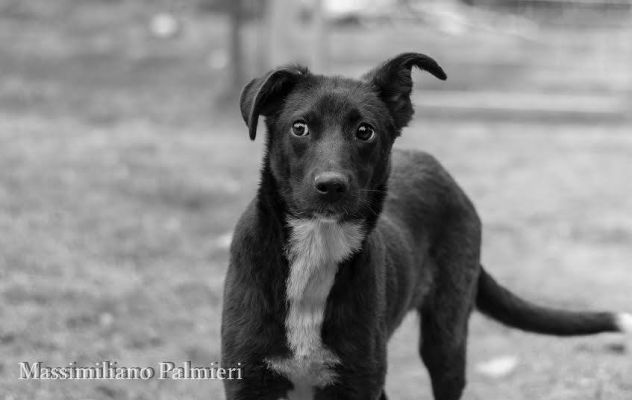 NINA E NINETTA, cucciole da adottare - Foto 2