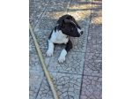 Allevamento e Cuccioli Amstaff in Calabria. Consegna in Tutta Italia.