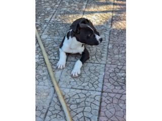 Allevamento e Cuccioli Amstaff in Calabria. Consegna in Tutta Italia.