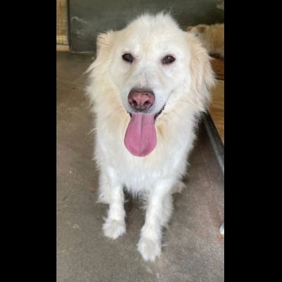 TERENCE UN GRANDE COCCOLONE CANE IN ADOZIONE - Foto 2
