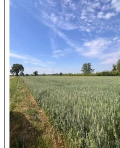 Immobile in asta di 9590 m² in vendita a Remedello - Foto 2