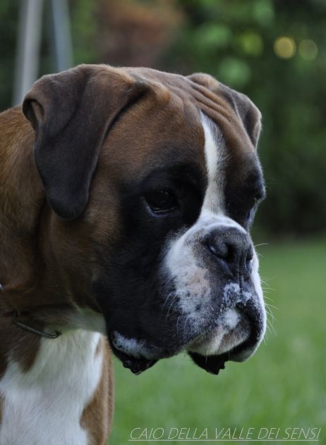 BOXER CUCCIOLI VENDO- ALLEVAMENTO BOXER DELLA VALLE DEI SENSI TEL. 334 3010438 - Foto 5