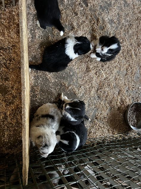 Cuccioli di Border - Foto 4