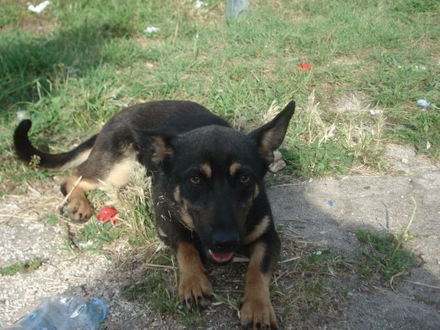 LUCY, giovane cagnolina in cerca di casa - Foto 3