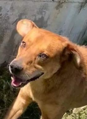 VICTOR TIMIDO E TRANQUILLO, CAGNOLINO IN ADOZIONE - Foto 3