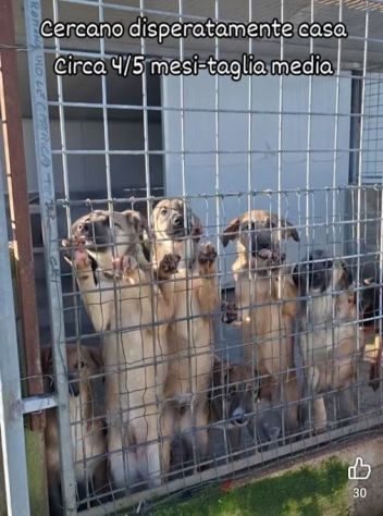 CUCCIOLI IN ADOZIONE taglia media
