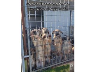 CUCCIOLI IN ADOZIONE taglia media