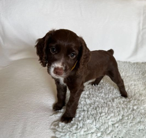 Cocker Spaniel con MICROCHIP e PEDIGREE - Foto 2