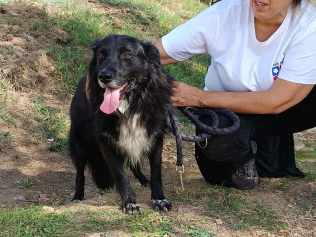 JACK dolcissimo e socievolissimo CAGNOLINO IN ADOZIONE - Foto 2
